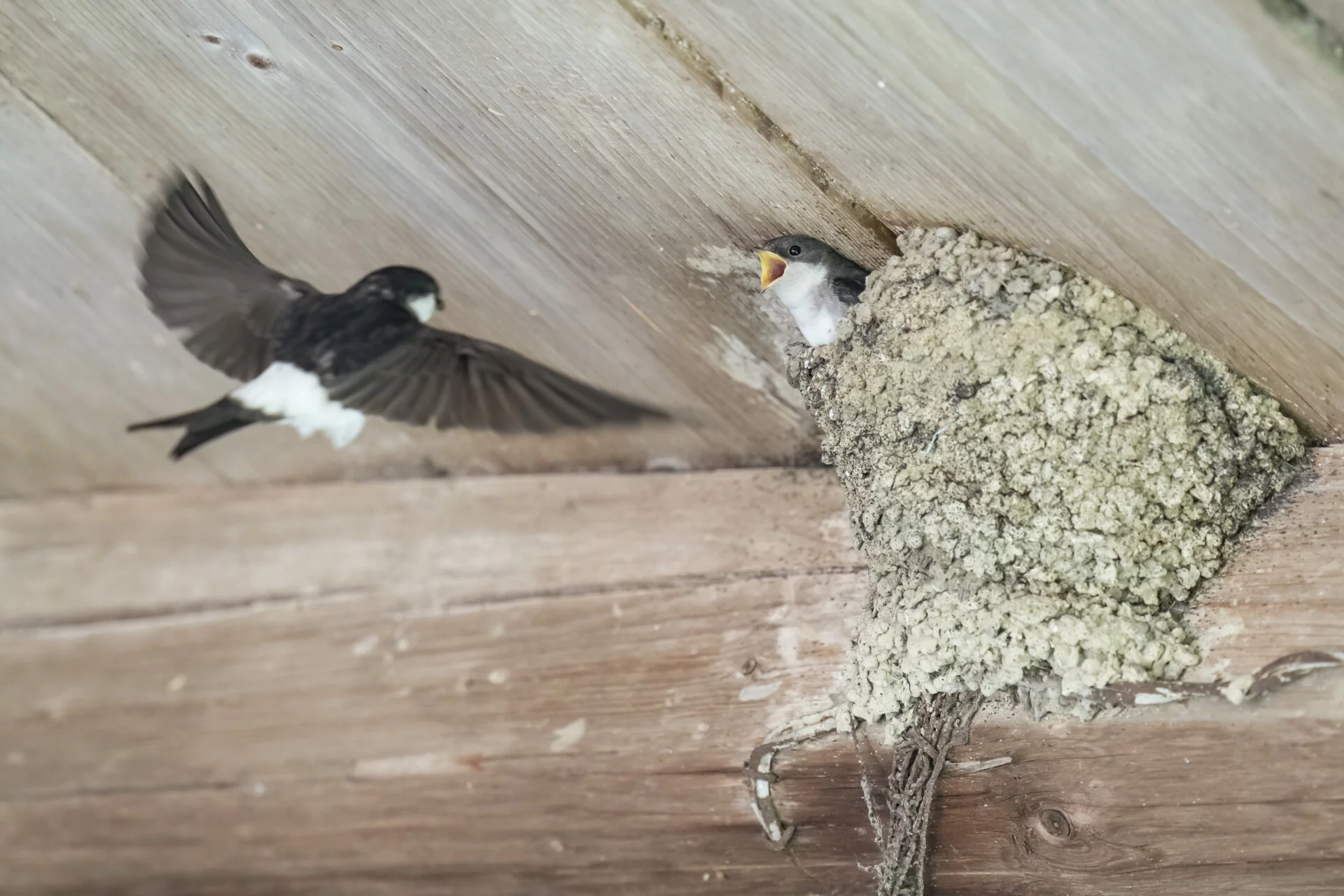Mehlschwalben (Foto © Marcel Burkhardt, Ornifoto.ch)