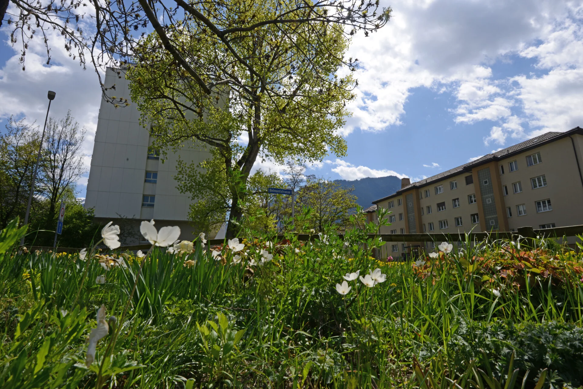 Begrünung Stadt Chur (Foto © Walter Schmid)