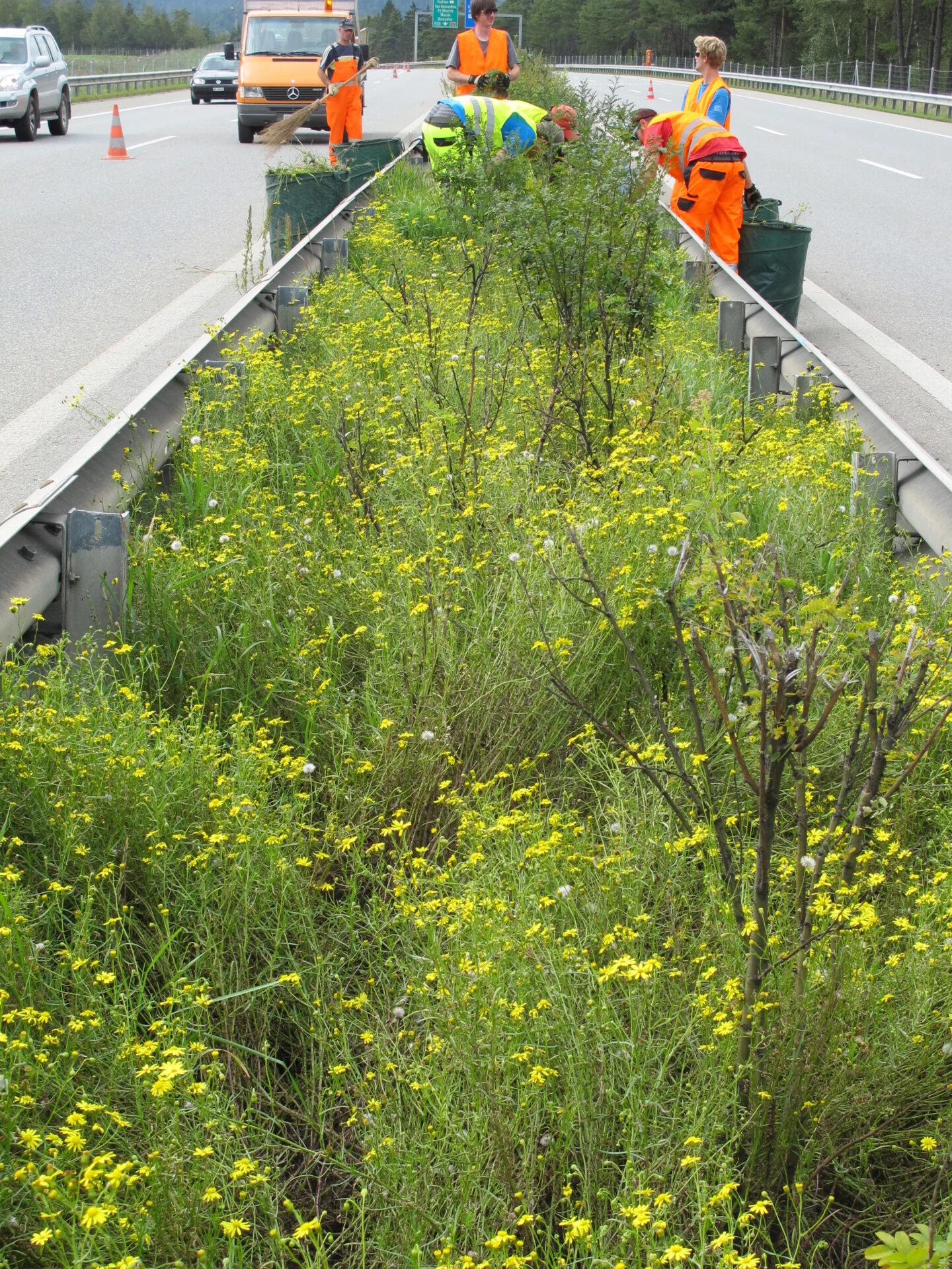 Das Schmalblättrige Greiskraut (Foto © ANU)