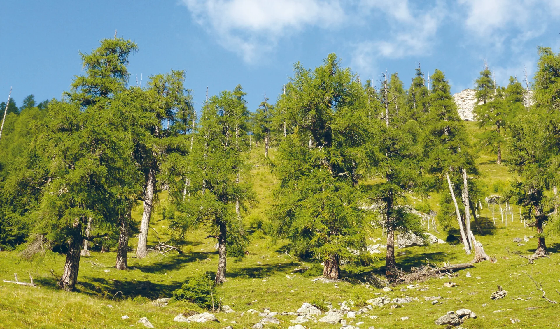 Lärchen Im Cröterwald (Foto © Abenis AG, Chur)