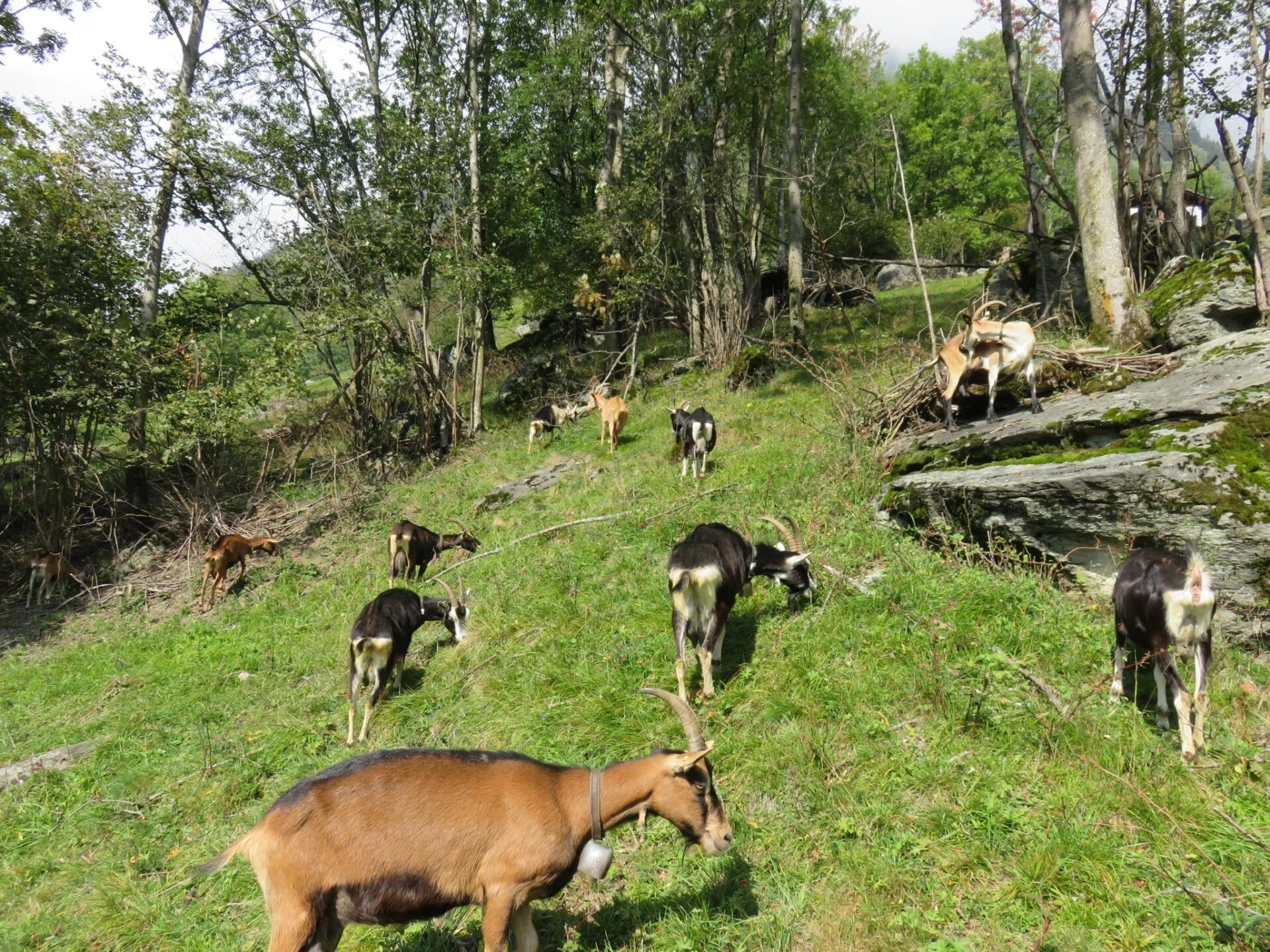Ziegenweide Soglio (Foto © Oekoskop)