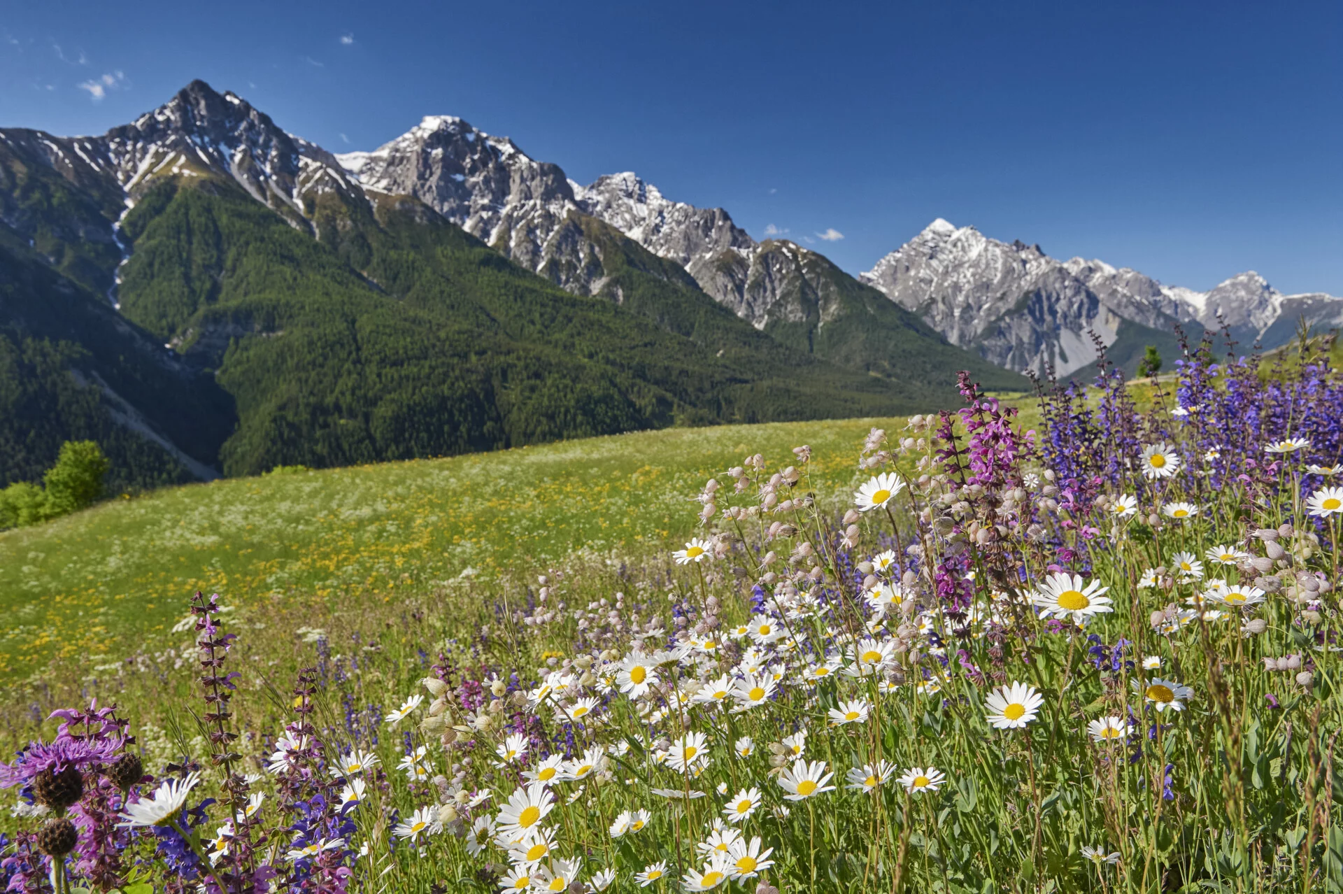 Blühende Trockenwiese Zwischen Sent Und Ramosch Im Unterengadin (Foto © Yannick Andrea)