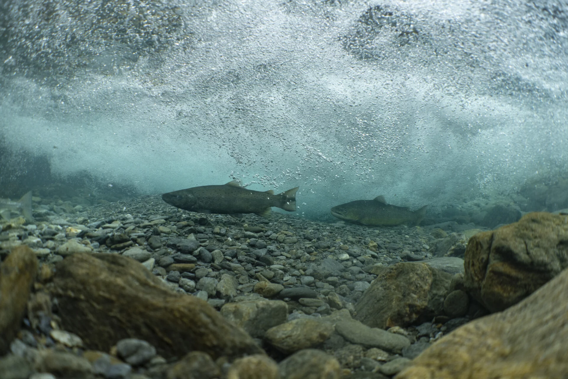 Unterwasseraufnahme von Seeforellen auf den Laichplätzen in den oberen Abschnitten der Aare, der sogenannten Hasliaare (Foto © Michel Roggo)