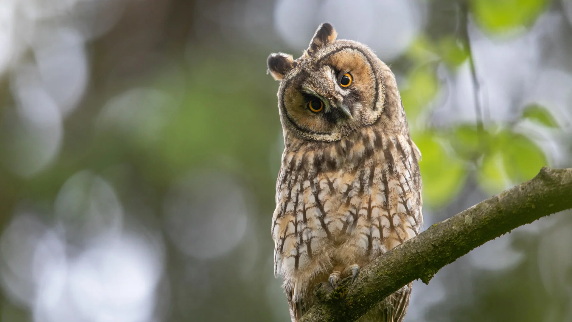 Waldohreule (Foto © Peter Grischott) Waldohreule sitzt auf einem Ast (Foto © Peter Grischott)