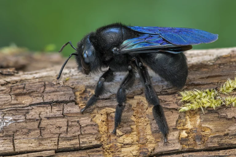 Blauschwarze Holzbiene (Foto © Thomas Marent) Blauschwarze Holzbiene (Foto © Thomas Marent)