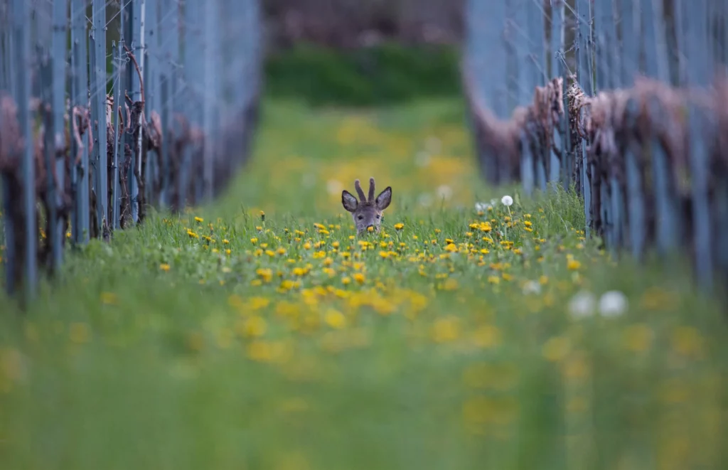 Rehbock in den Rebbergen (Foto © Peter Grischott) Rehbock in den Rebbergen (Foto © Peter Grischott)