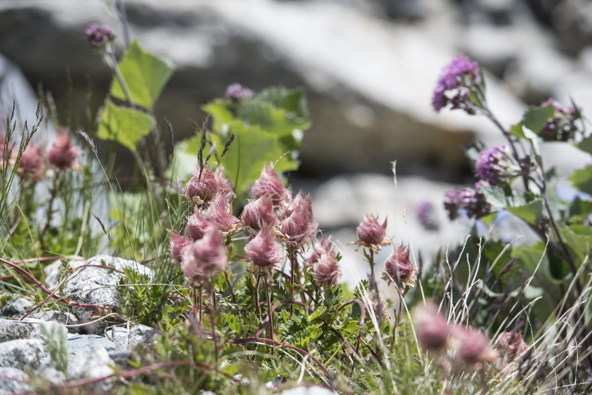 Kriechende Berg-Nelkwurz (Foto © Mayk Wendt)