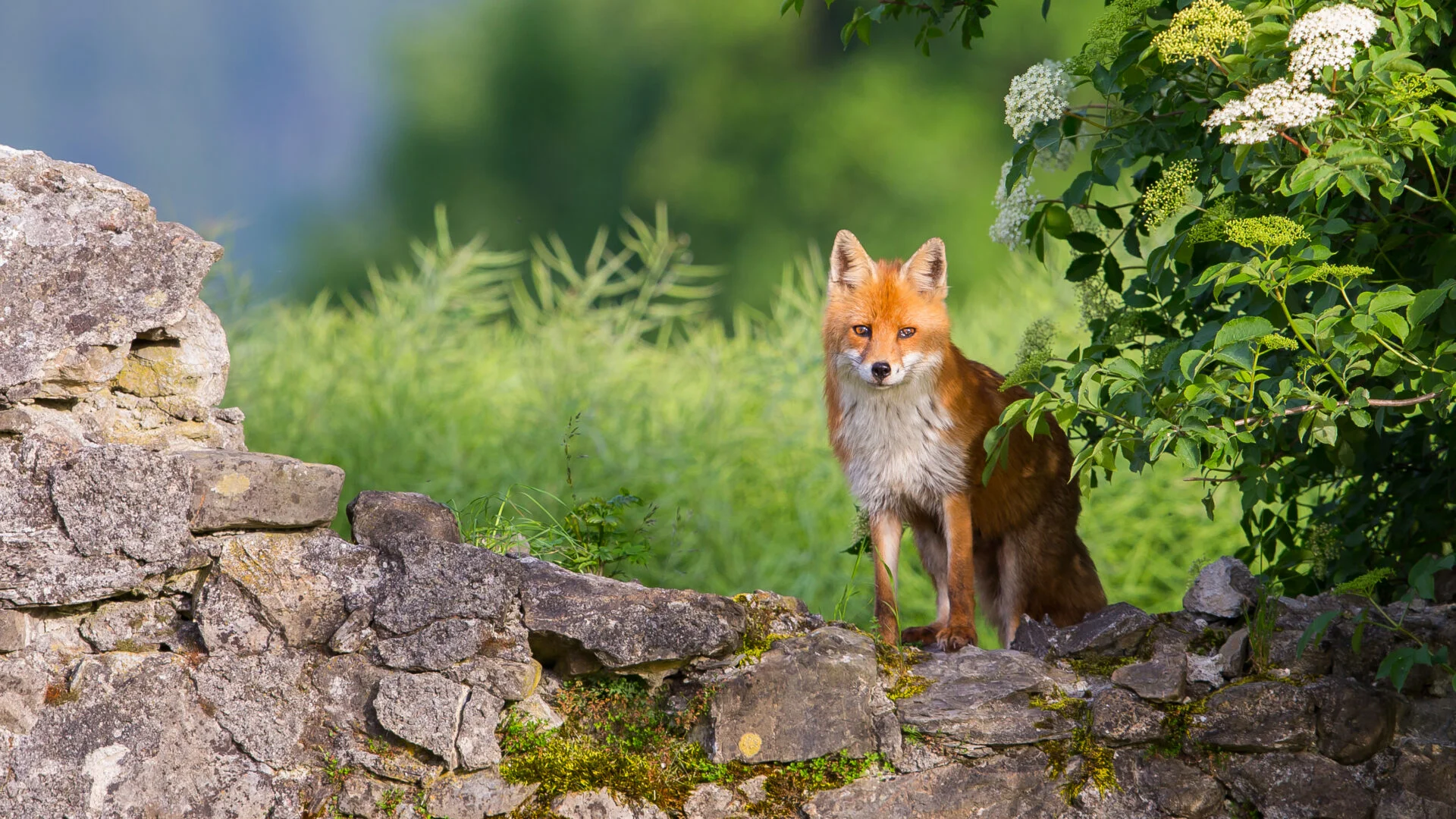 Fuchs im Frühling auf Trockenmauer (© Peter Grischott)