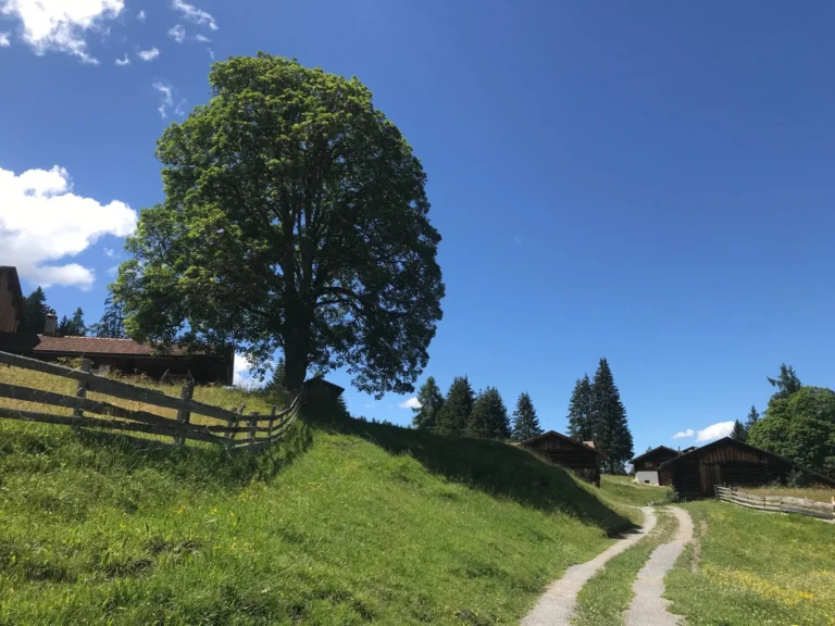 Biotopbaum im Offenland (Foto © Regula Waldner)